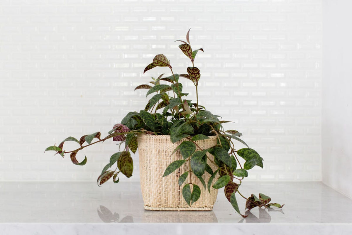 Lipstick Black Pagoda Plant + Basket - Veranda & Vessel Home Living