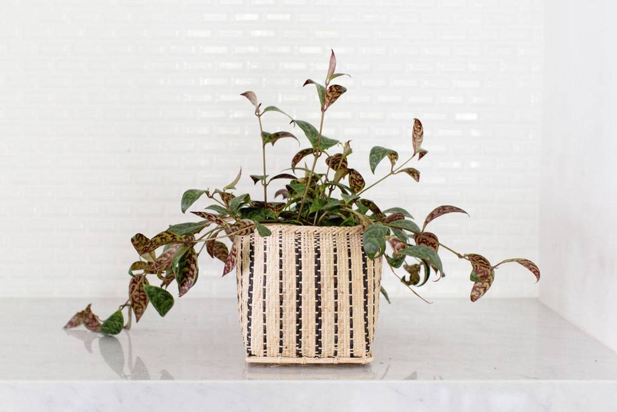 Lipstick Black Pagoda Plant + Basket - Veranda & Vessel Home Living