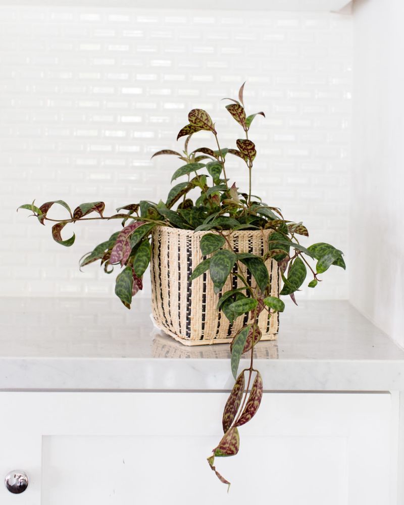 Lipstick Black Pagoda Plant + Basket - Veranda & Vessel Home Living