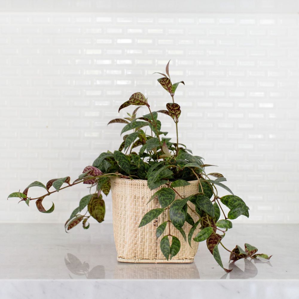 Lipstick Black Pagoda Plant + Basket - Veranda & Vessel Home Living