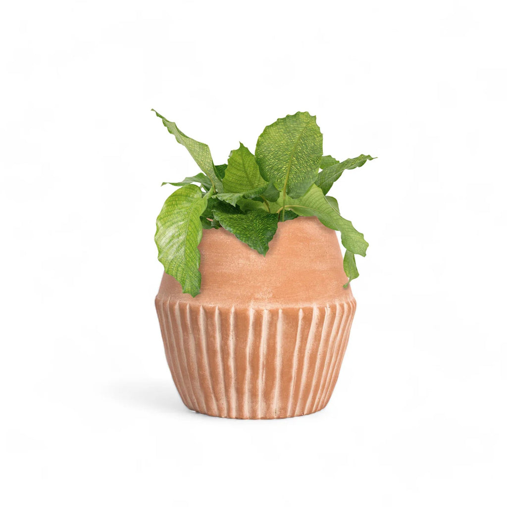 Valentina Planter - Veranda & Vessel Home Living