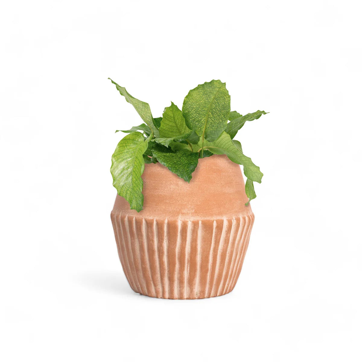 Valentina Planter - Veranda & Vessel Home Living